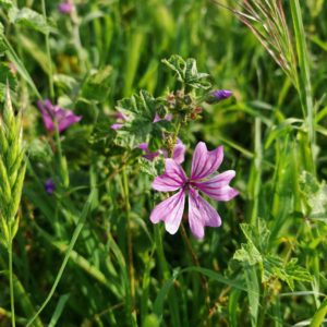 Mauve sylvestre - sommité fleurie
