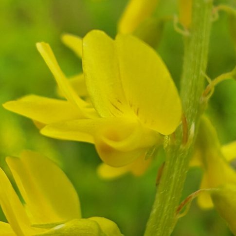 Mélilot officinal - Fleur papilionacée