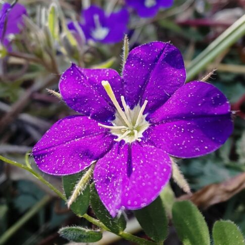 Miroir de Vénus - Fleur