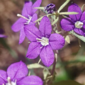 Miroir de Vénus - Fleurs violettes