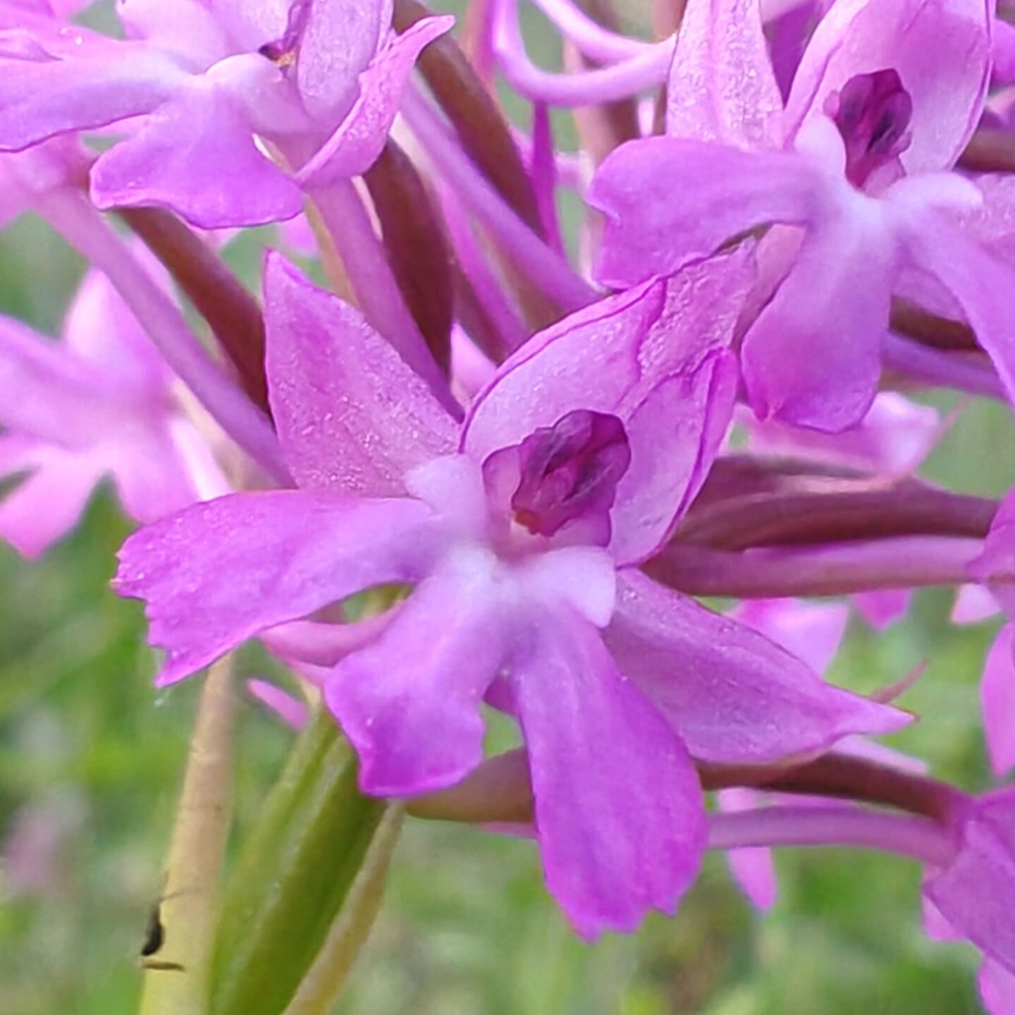 Orchis pyramidal - Fleurs