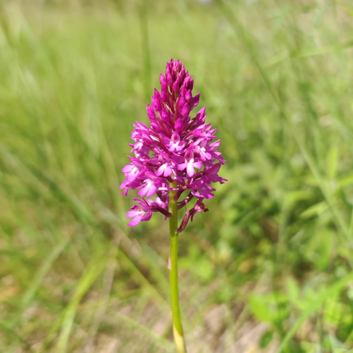 Orchis pyramidal - Inflorescence pyramidale