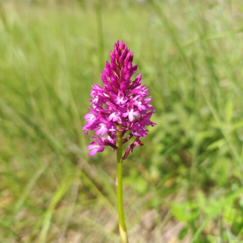Orchis pyramidal - Inflorescence pyramidale