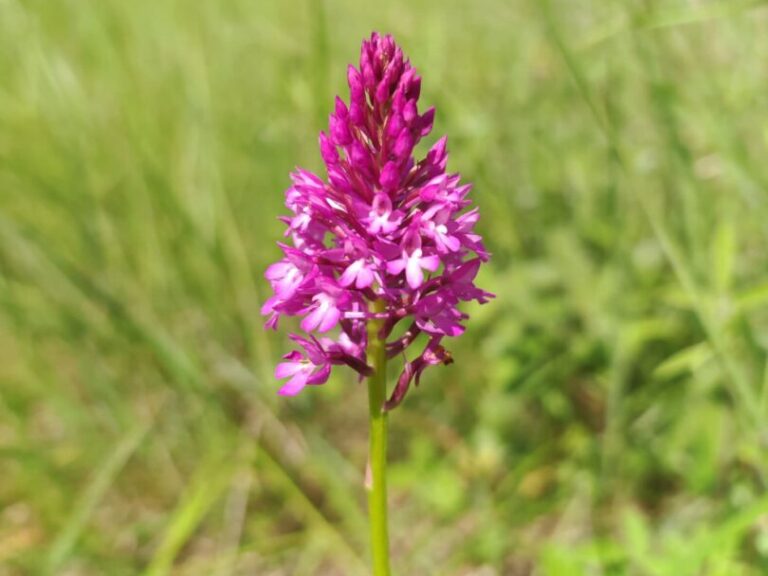 Orchis pyramidal