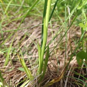 Orchis pyramidal - Feuilles caulinaire