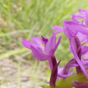 Orchis pyramidal - Éperon
