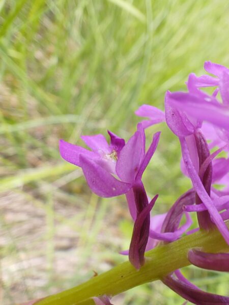 Orchis pyramidal