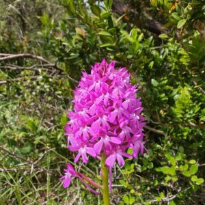 Orchis pyramidal - Fleurs