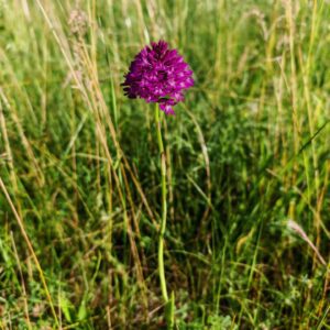 Orchis pyramidal - Tige