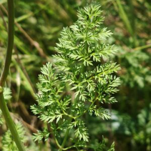 Orlaya à grandes fleurs - Feuille découpé