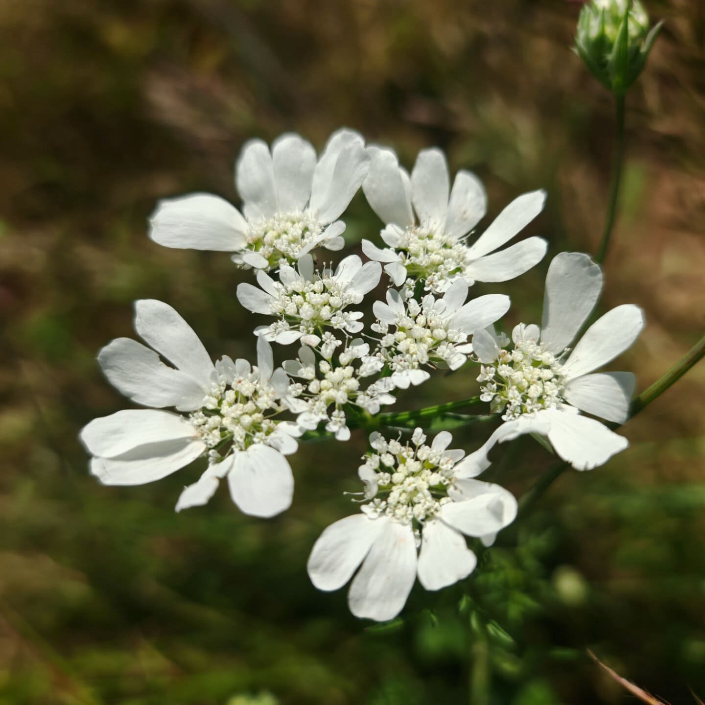 Orlaya à grandes fleurs - Ombelle