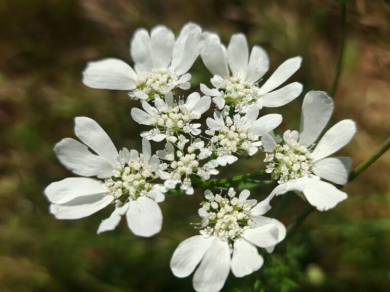 Orlaya à grandes fleurs