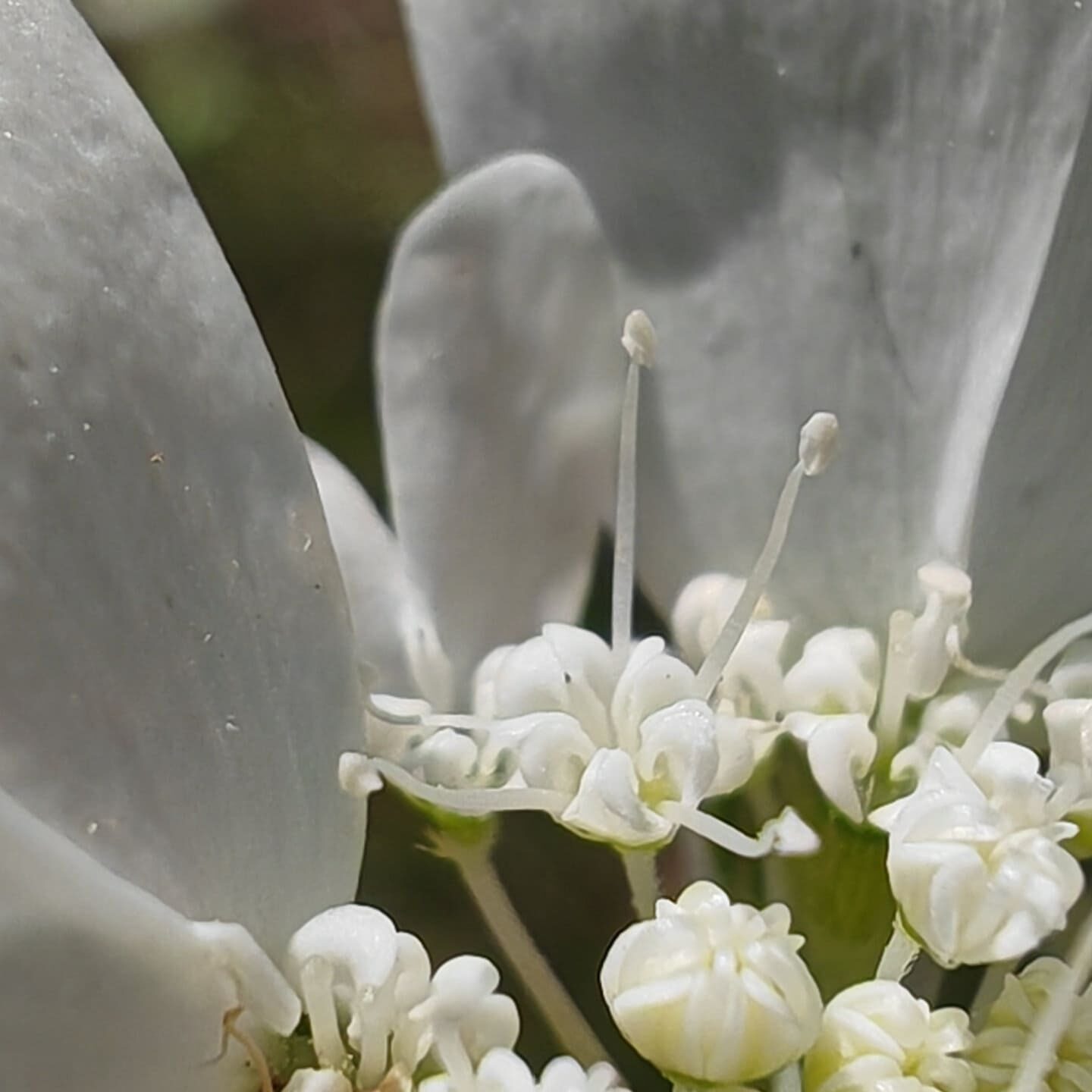Orlaya à grandes fleurs - fleurs