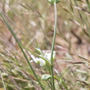 Orlaya à grandes fleurs - Tige