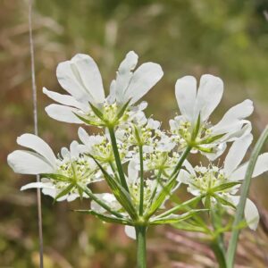Orlaya à grandes fleurs - Bractées