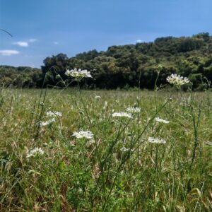 Orlaya à grandes fleurs - Plante entière