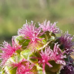 Petite pimprenelle - Fleurs femelles