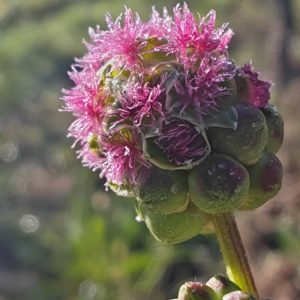 Petite pimprenelle - inflorescence globuleuse