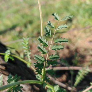 Petite pimprenelle - Feuille
