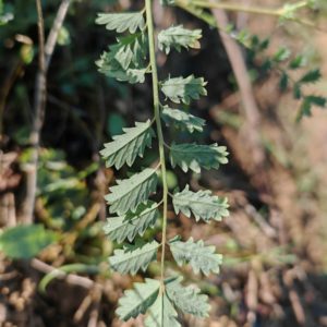 Petite pimprenelle - Feuille penné