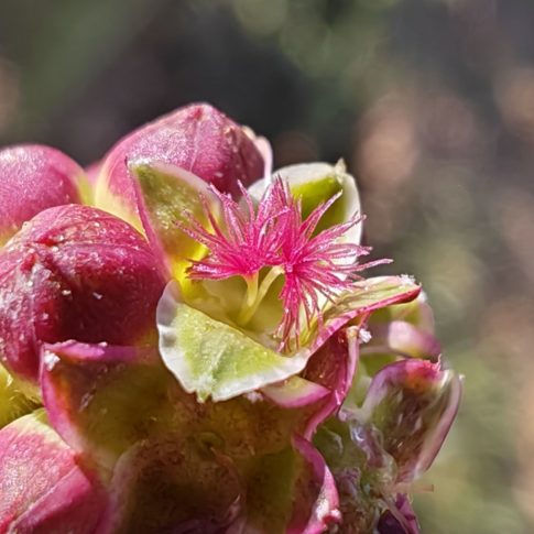 Petite pimprenelle - Fleur