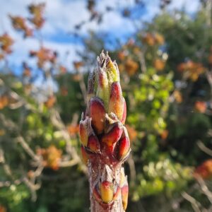 Pistachier térébinthe - bourgeon