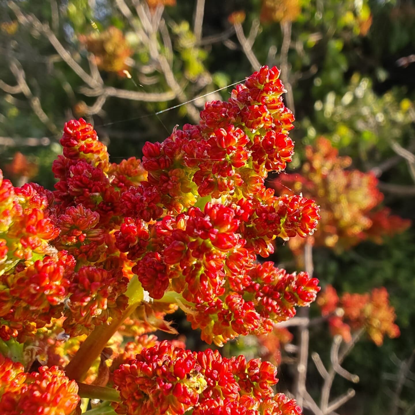 Pistachier térébinthe - panicule de fleurs