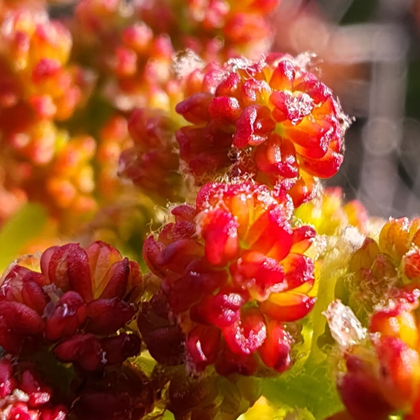 Pistachier térébinthe - Fleurs