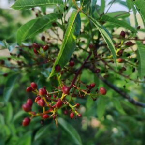 Pistachier térébinthe - Grappe de fruit