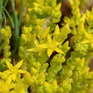 Sedum acre - Fleurs en épis
