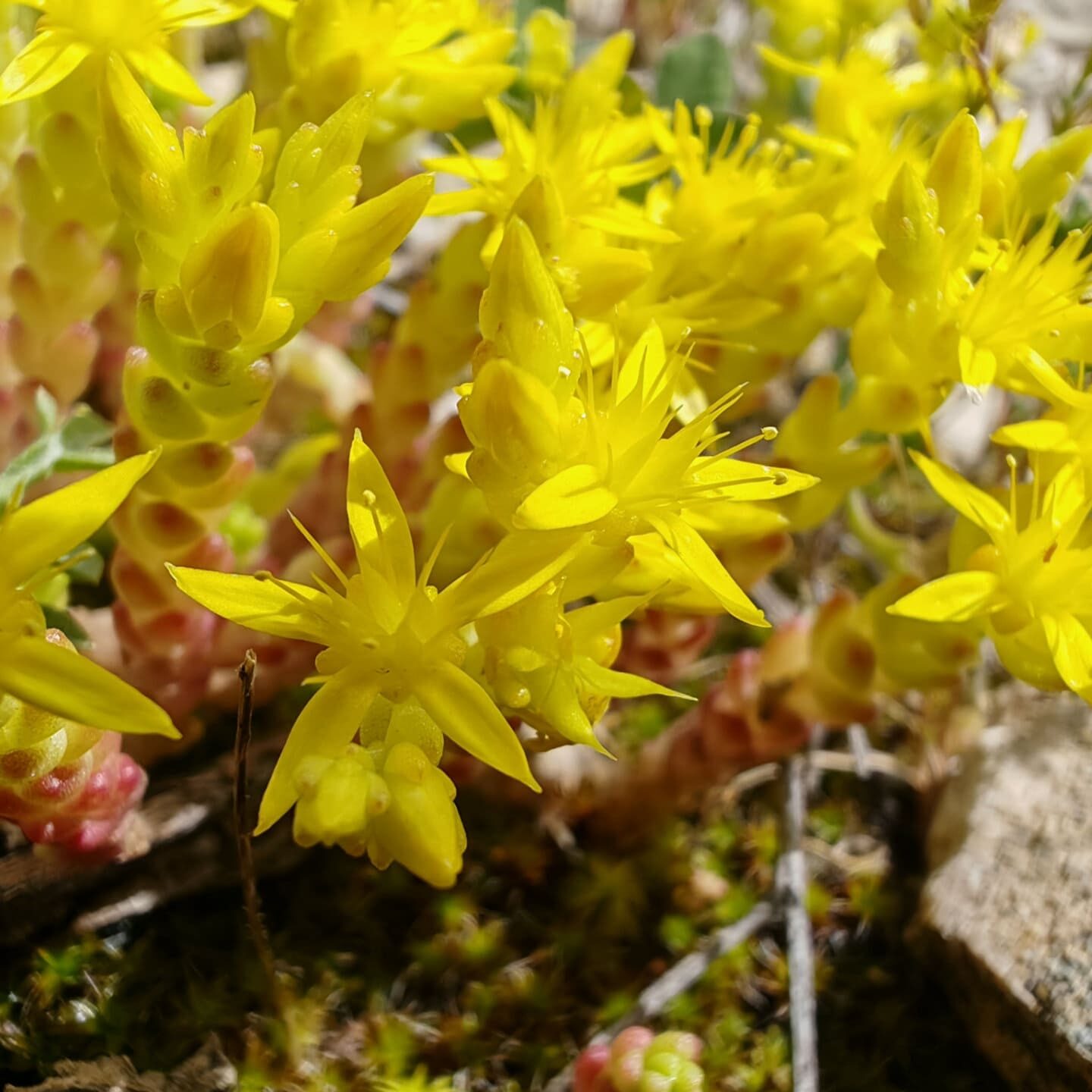 Sedum acre - Fleurs