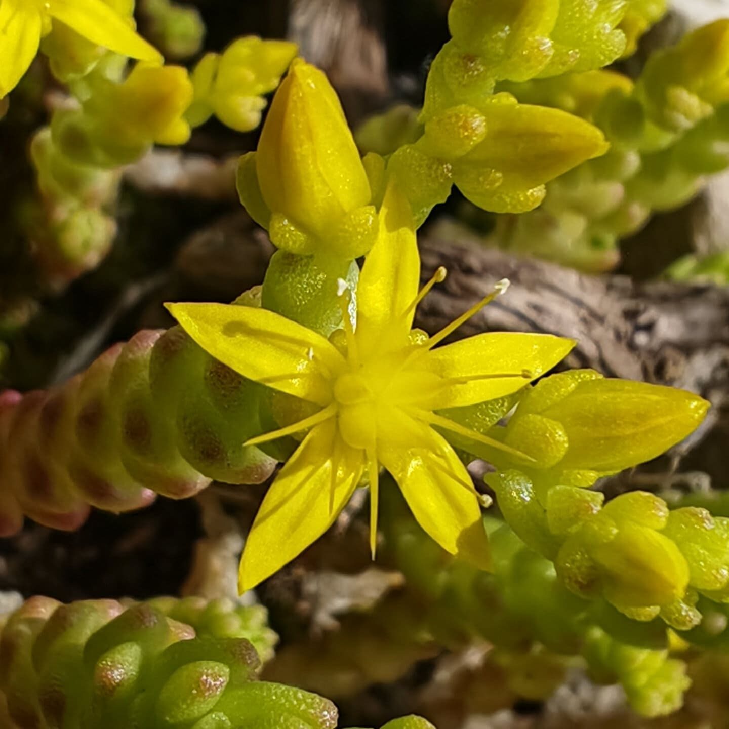 Sedum acre - Fleur