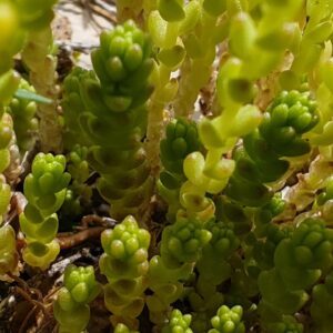 Sedum acre - Feuilles
