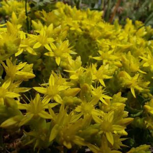 Sedum acre - Colonie d'orpin acre