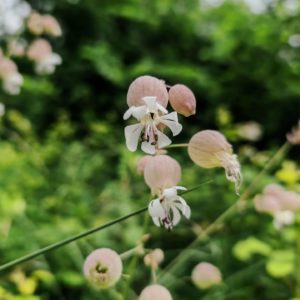 Silène enflé - Grappe de fleur lâche