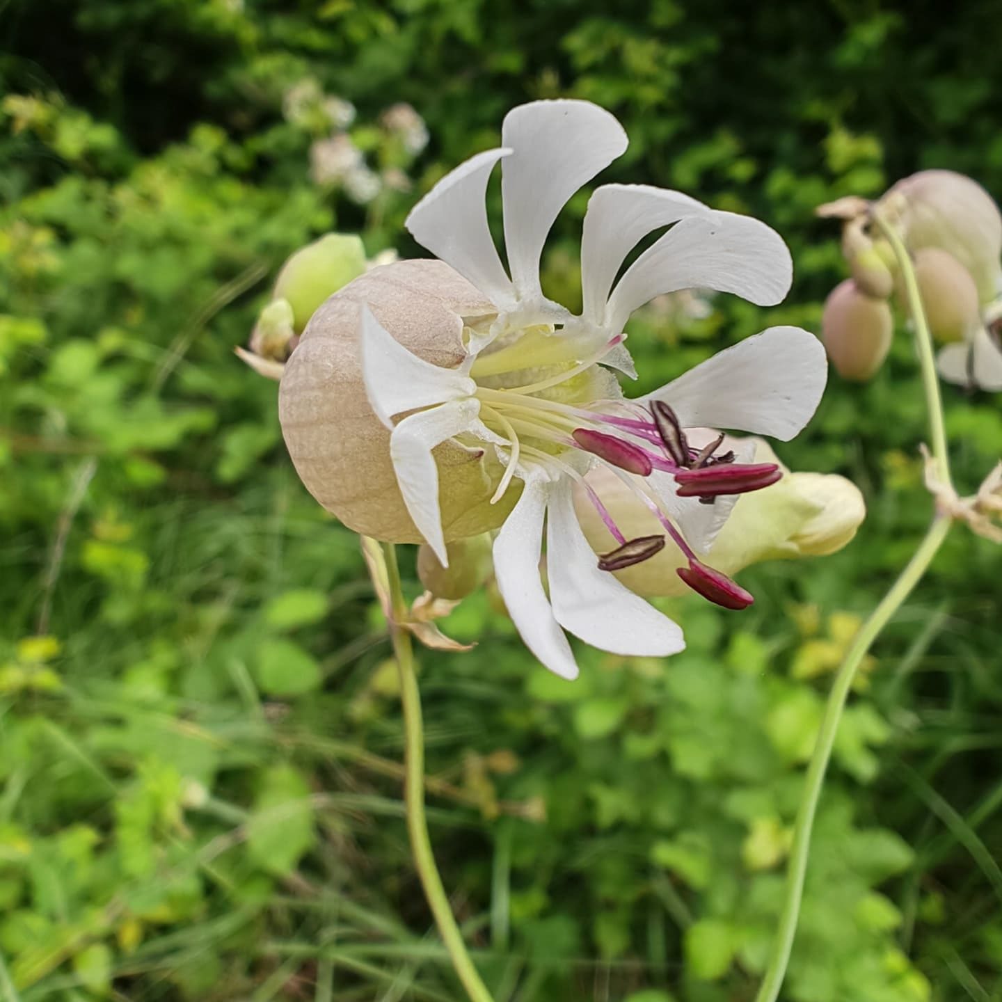 Silène enflé - Fleur