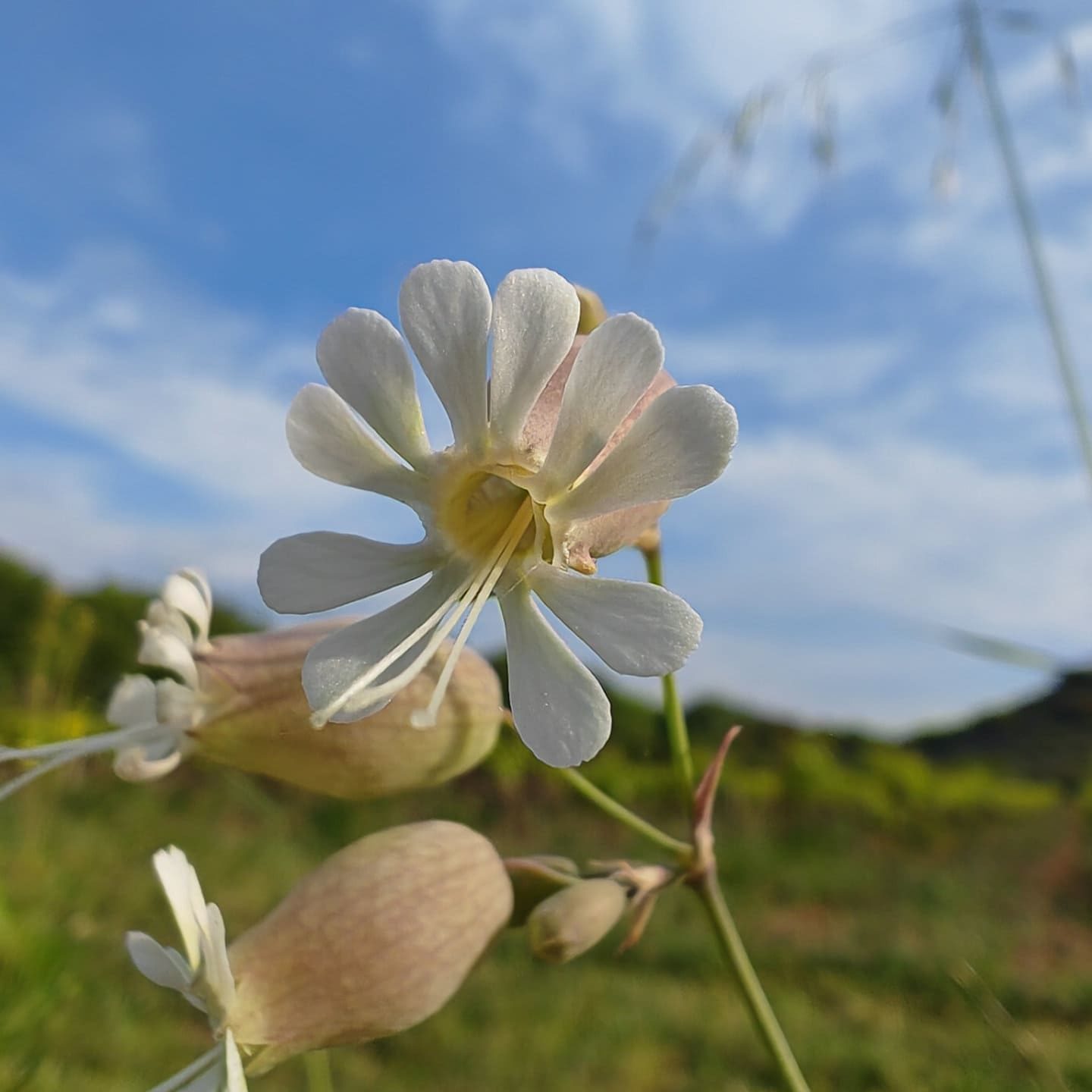 Silène enflé - pétales échancrées