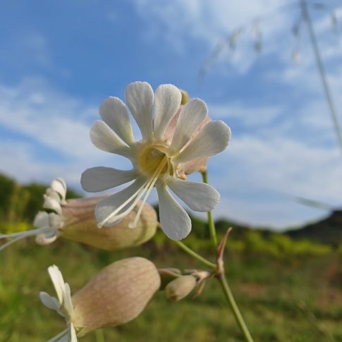 Silène enflé - pétales échancrées