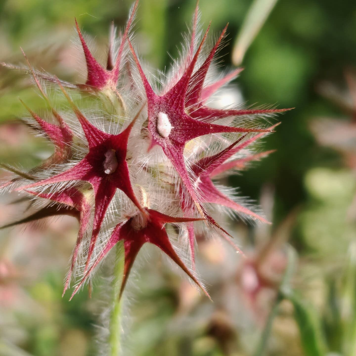 Trèfle étoilé - Calice en étoile