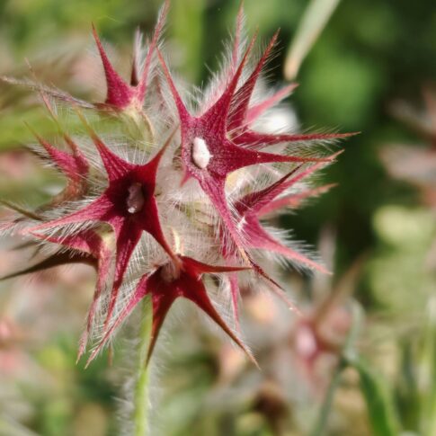 Trèfle étoilé - Calice en étoile