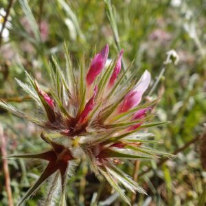 Trèfle étoilé - Inflorescence globuleuse