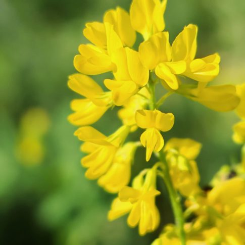 Trigonelle comestible - Sommité fleurie
