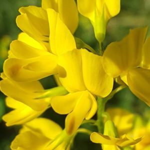 Trigonelle comestible - Fleur papilionacée