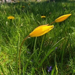 Tulipe des bois 1