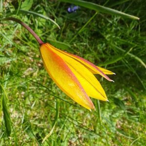 Tulipe des bois - Fleur penché