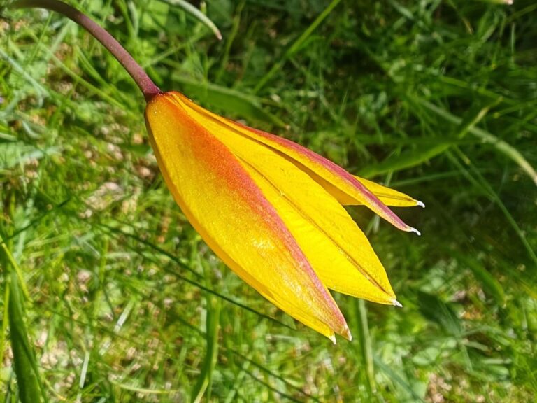 Tulipe des bois