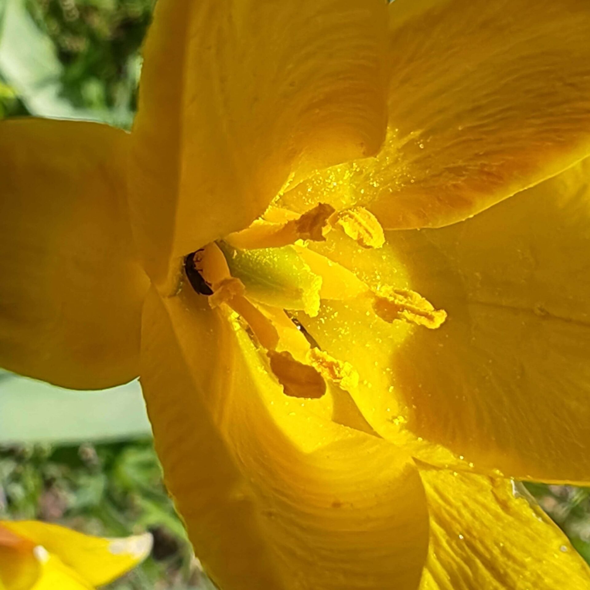 Tulipe des bois - Étamine