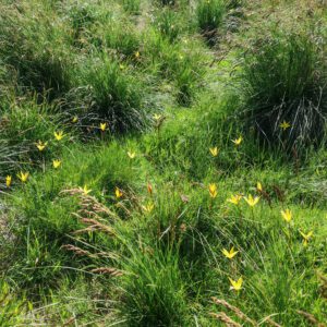 Tulipe des bois 5