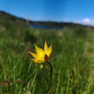 Tulipe des bois - Fleurs ouverte