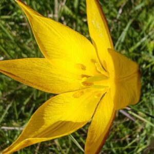Tulipe des bois - Fleur